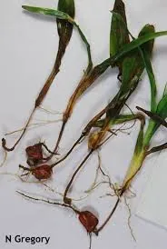 Кукурудза